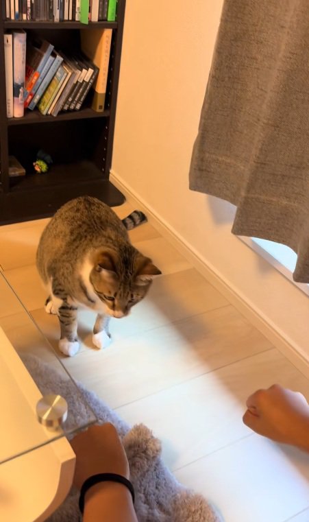 猫の前で右手と左手のこぶしを握って見せる