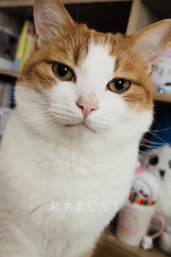 寝起きの茶白猫