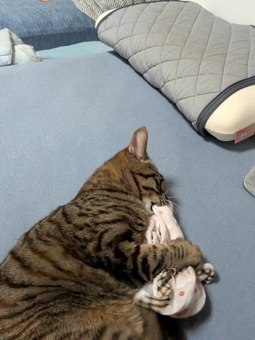 ハンカチを噛む猫