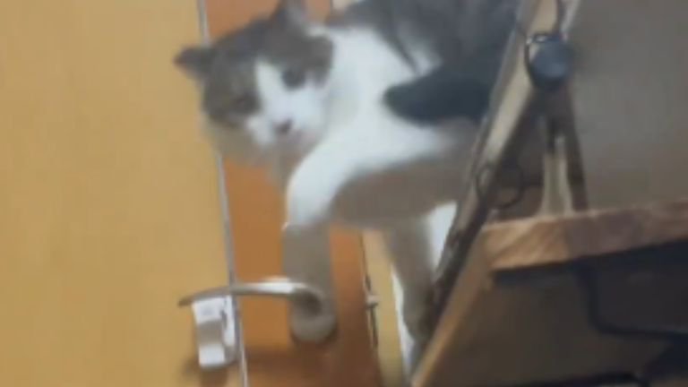 ドアの前にいる猫