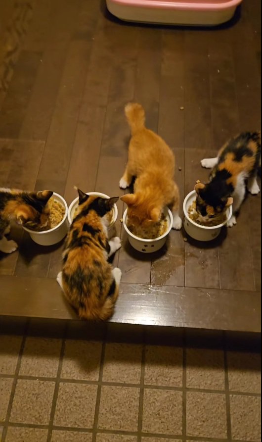 落ち着いてご飯を食べる4匹の子猫