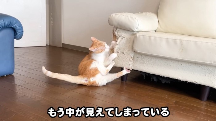 ソファをめくるむぎくん