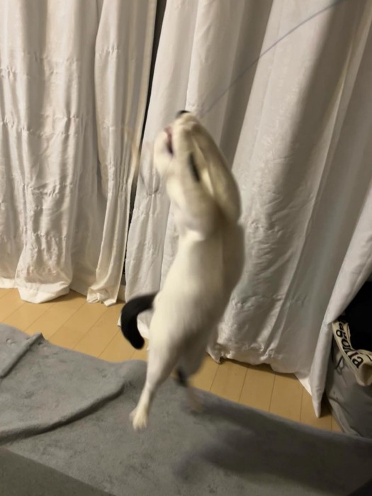 ジャンプする猫