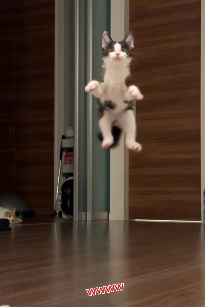 ジャンプする子猫