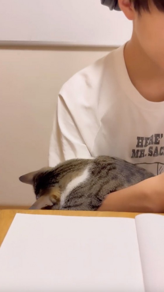 腕の上に体を乗せる猫