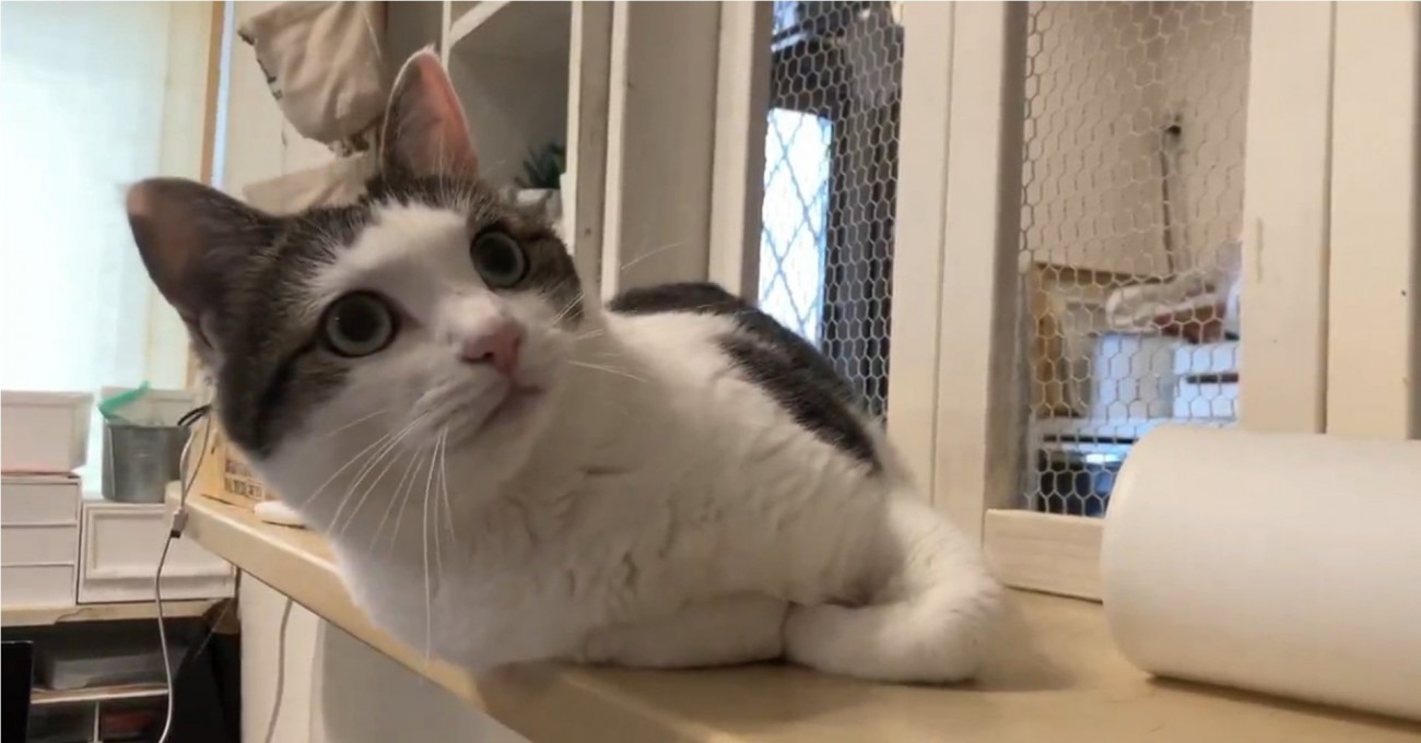 落ちそうなほど身を乗り出すリボンちゃん