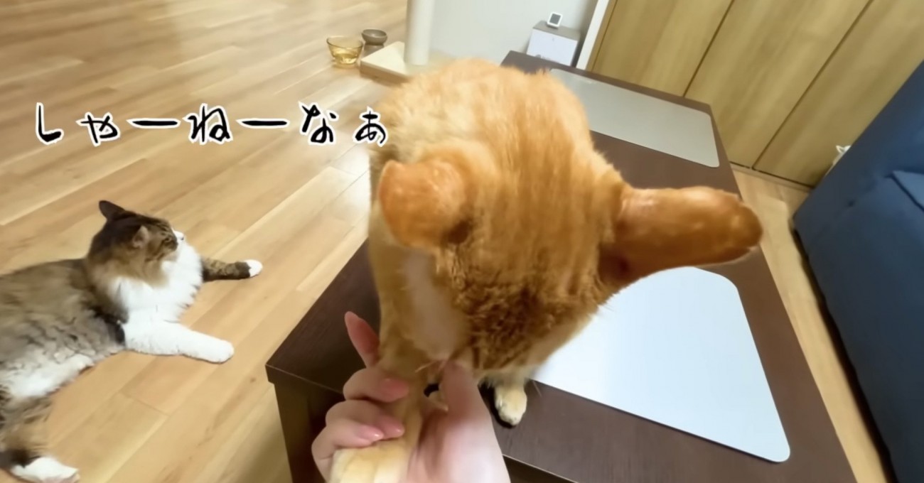 おててをさわらせてあげるまるとら