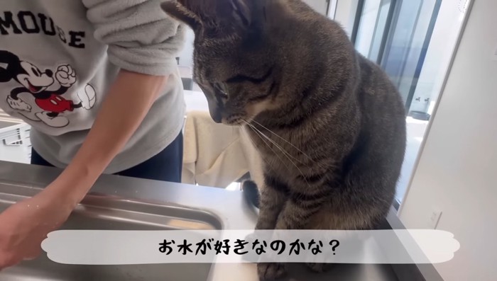 お水が好きなのかな?