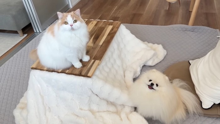 コタツに座る猫と隣に座る犬