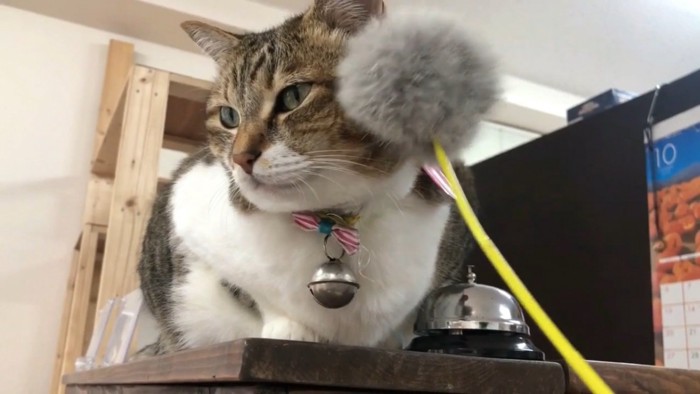 猫じゃらしスルー