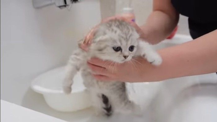 洗われる白子猫
