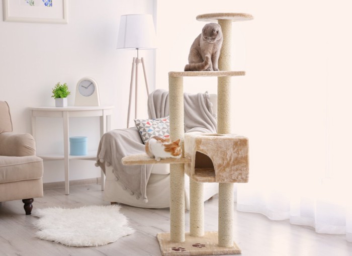 タワーで遊ぶ猫