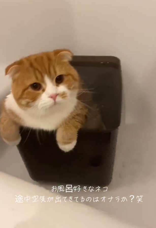 飼い主さんを見るエトくん