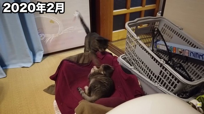 テロップ「2020年2月」