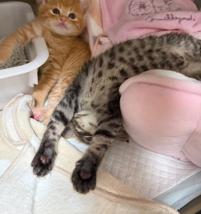 仰向けで眠る子猫