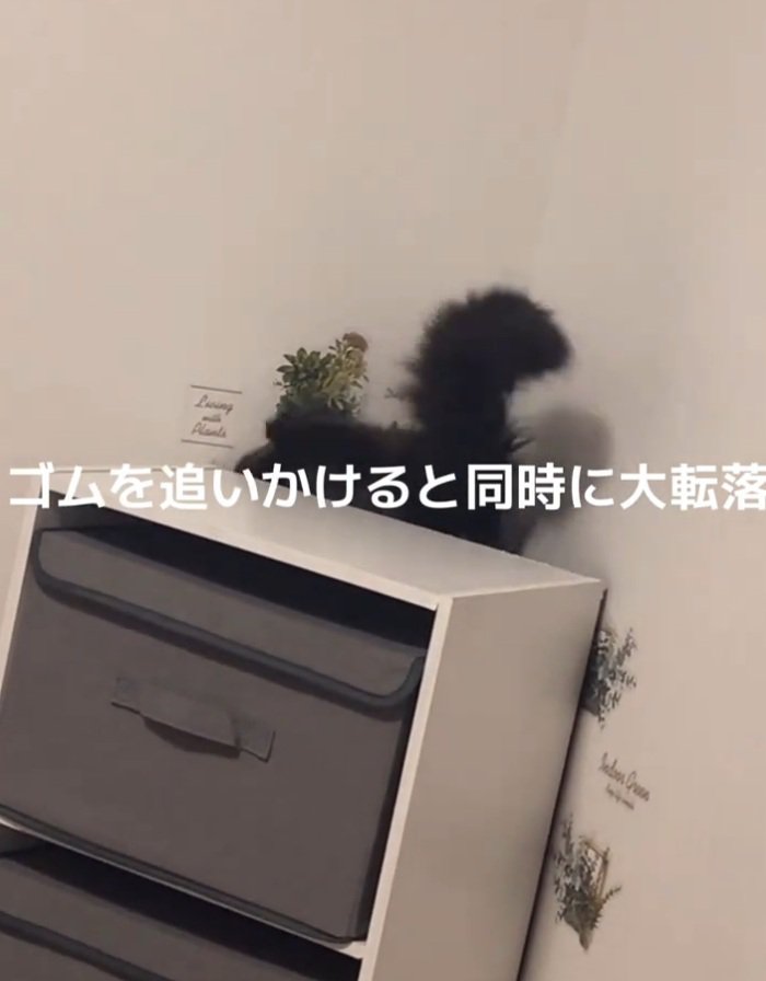 転落するジジちゃん