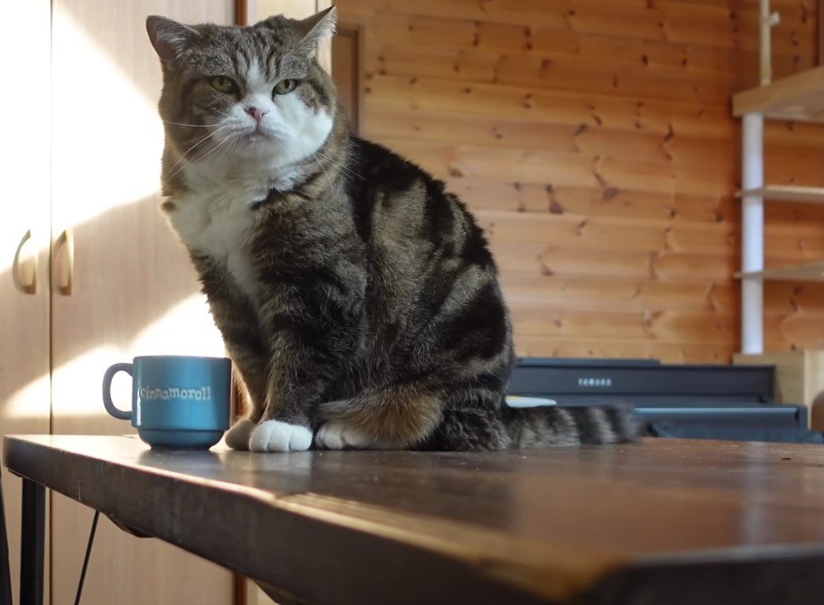 マグカップの前にいるスコティッシュ