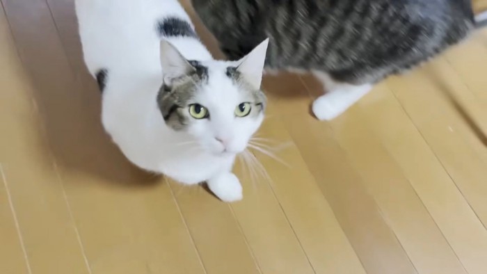 こちらを見る猫