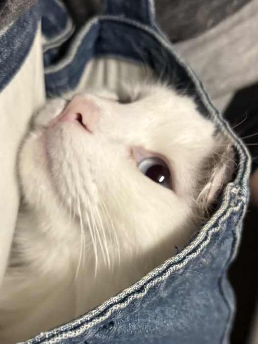 満足気な表情の猫(アップ)