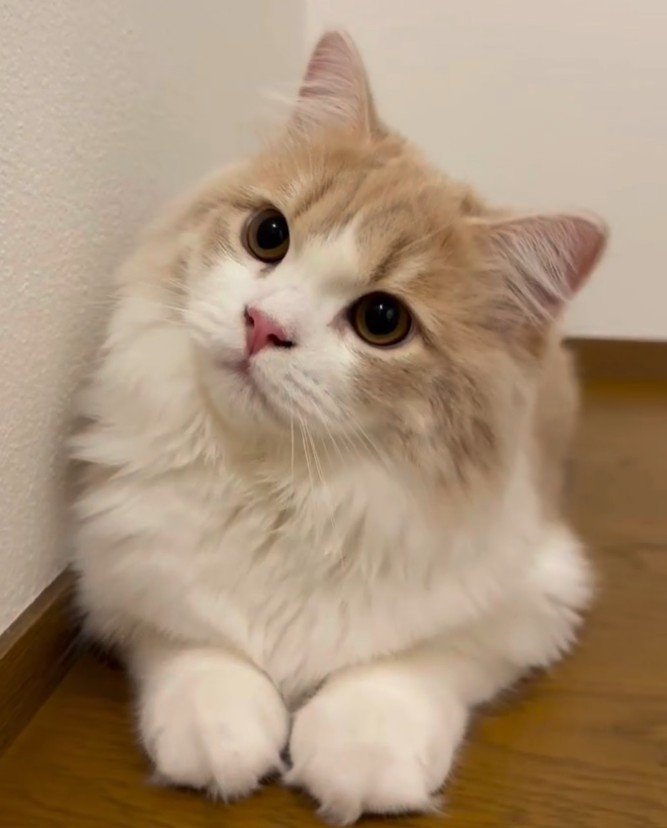 首をかしげる猫