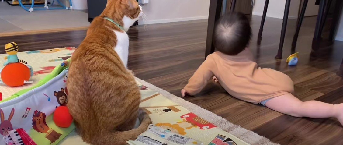見上げる猫と赤ちゃん