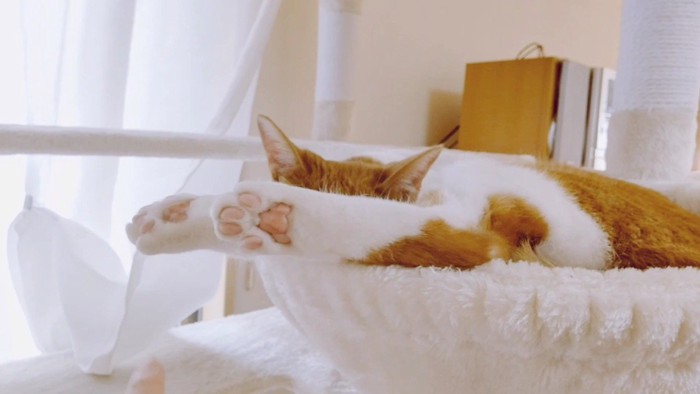 ハンモック