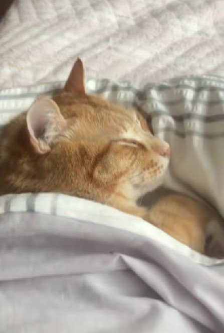 ふとんで眠る猫