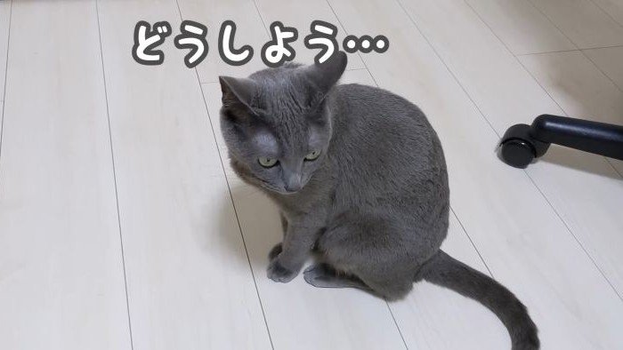 助けを求めるハムちゃん
