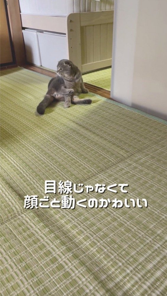 行ってしまったボールを見つめる猫