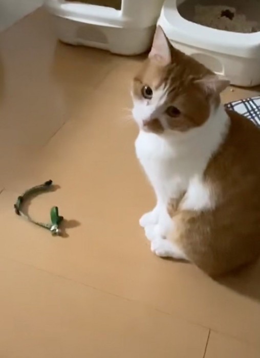 少しだけ視線を外す猫