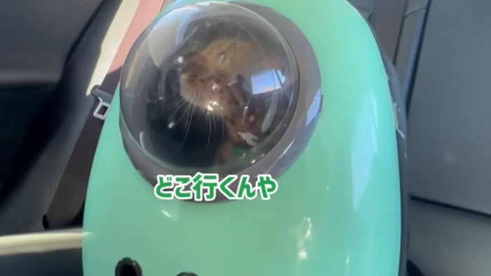 車の中でキャリーケースに入る猫