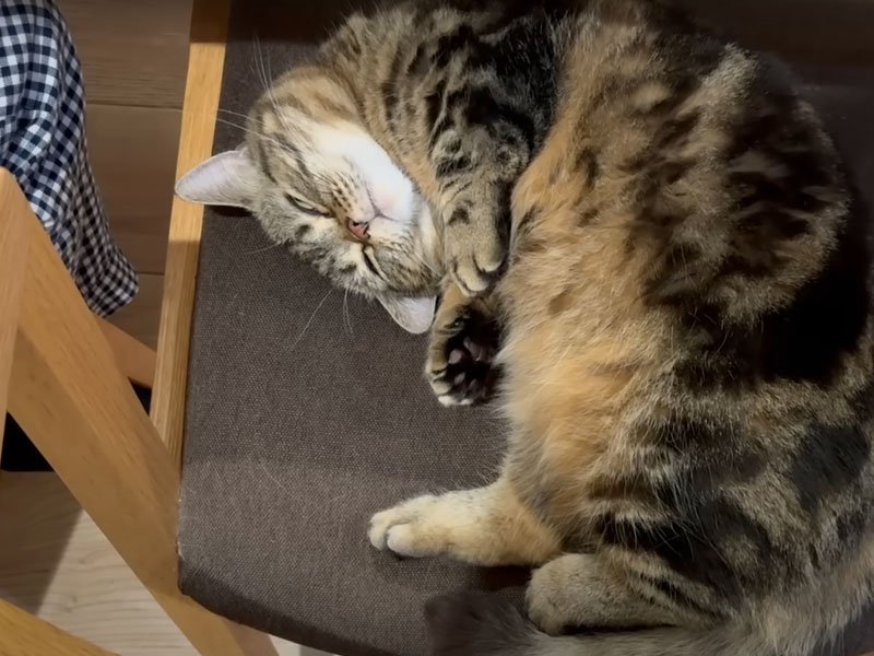 椅子で眠る猫