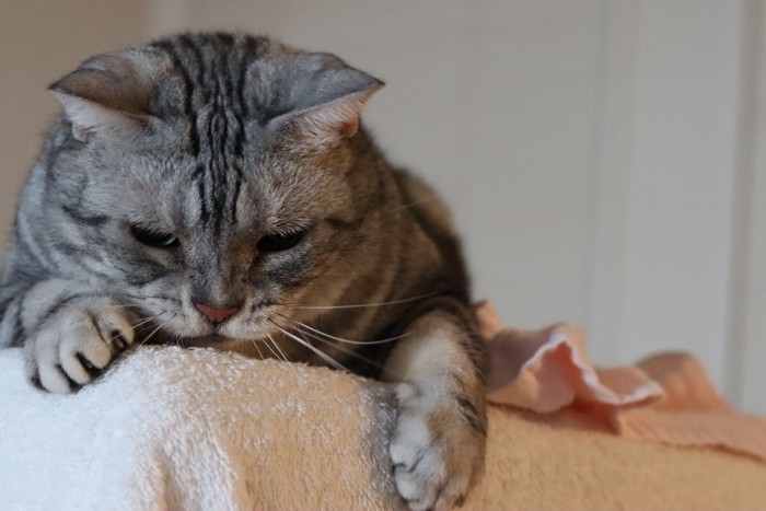 高所から獲物を狙う猫