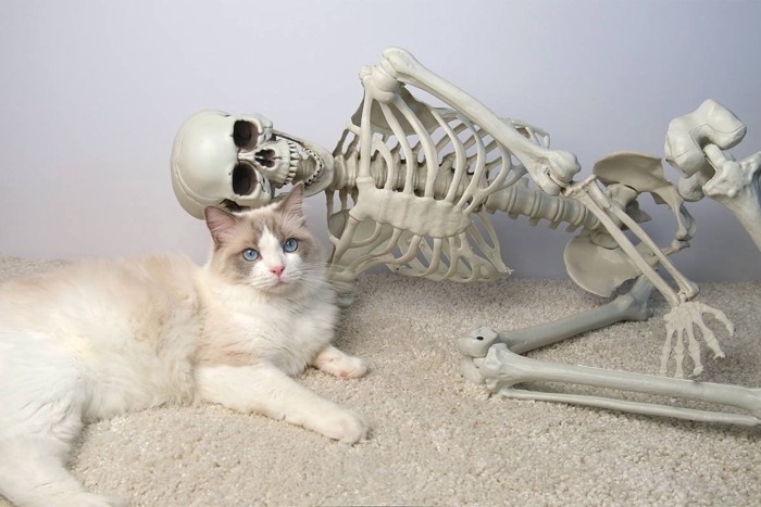 猫と骨格標本