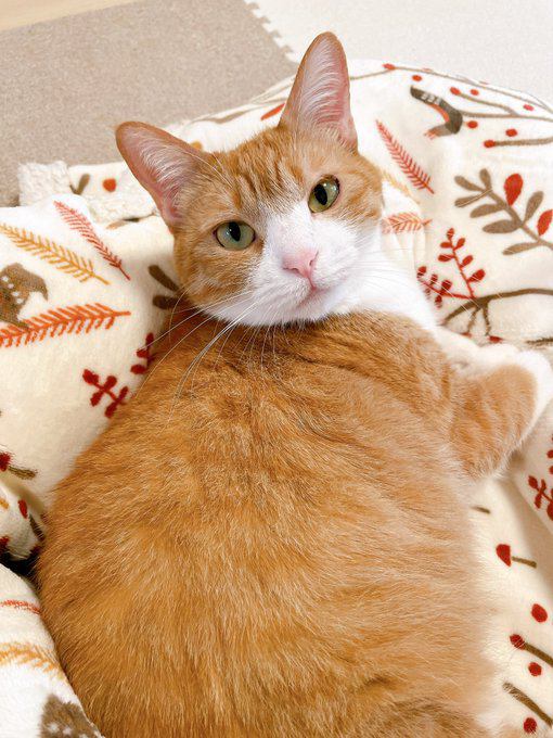 カメラ目線の猫