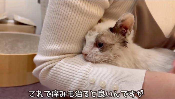 女性の腕の中でドライヤーをされる汚れていた猫