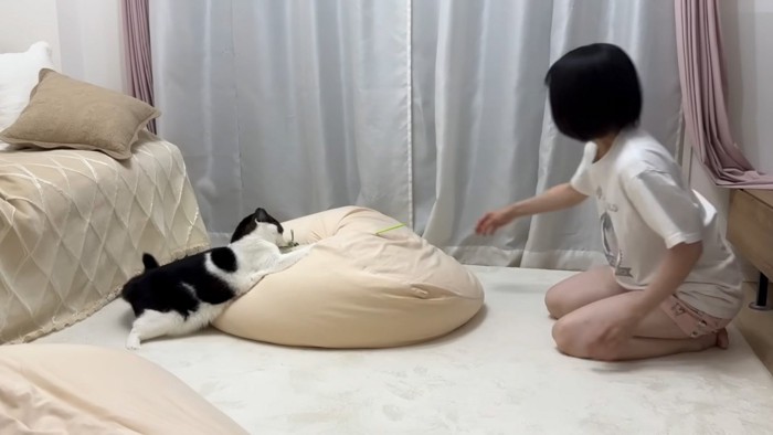 遊ぶ猫