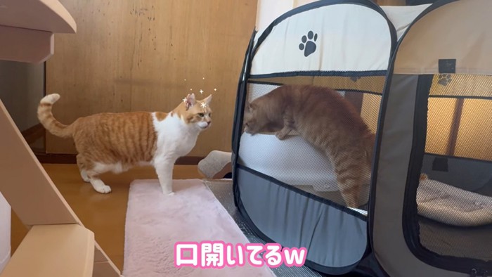 テロップ「口開いてるw」