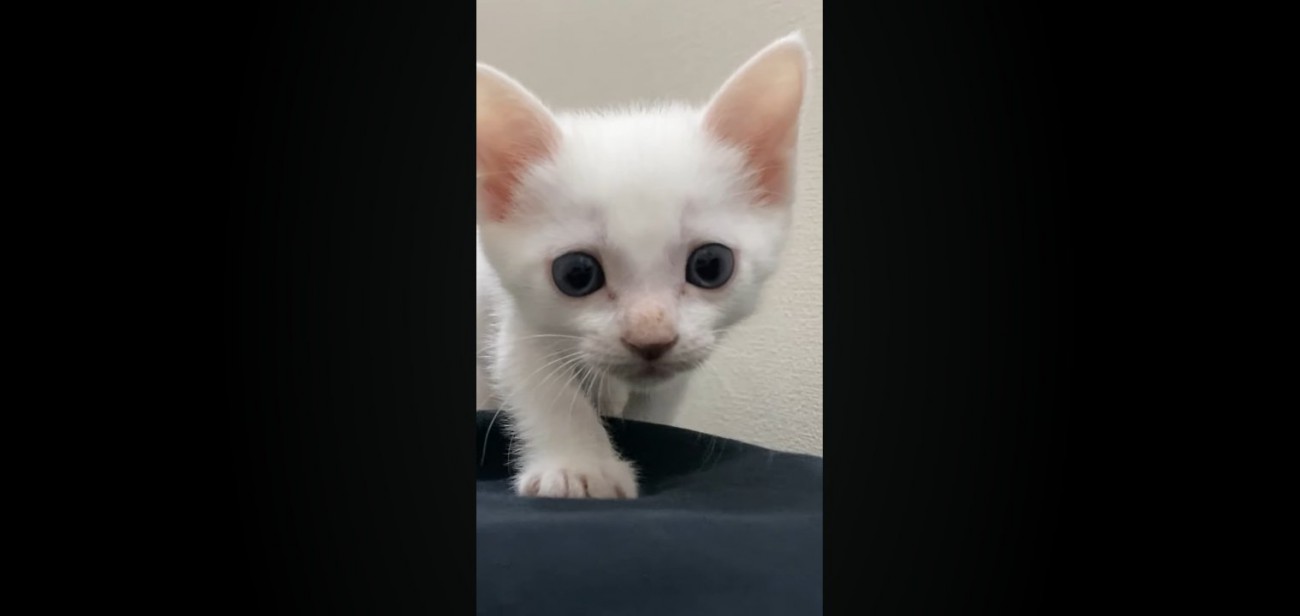 近づいてくるハクくん