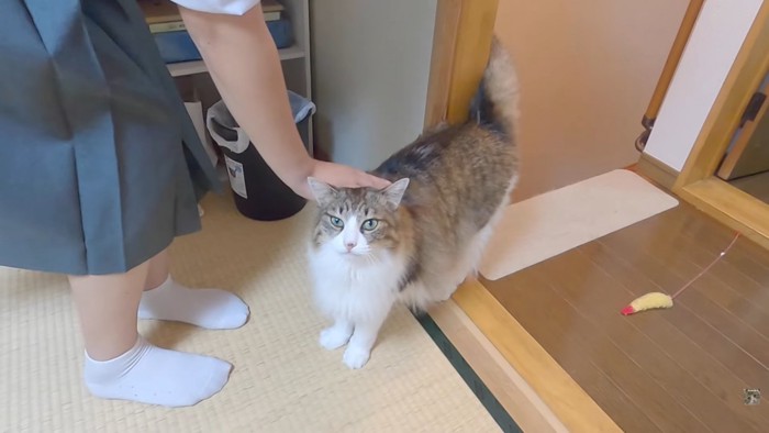 撫でられる猫ちゃん