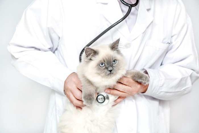 医師と猫