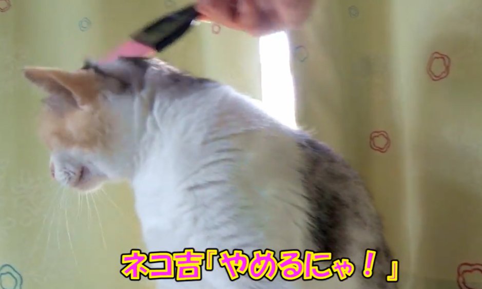 ミニほうきで頭を撫でられ後ろを向く猫