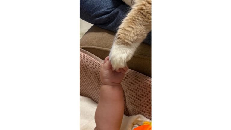 猫の手と赤ちゃんの手