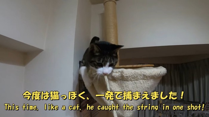 今度は猫っぽく