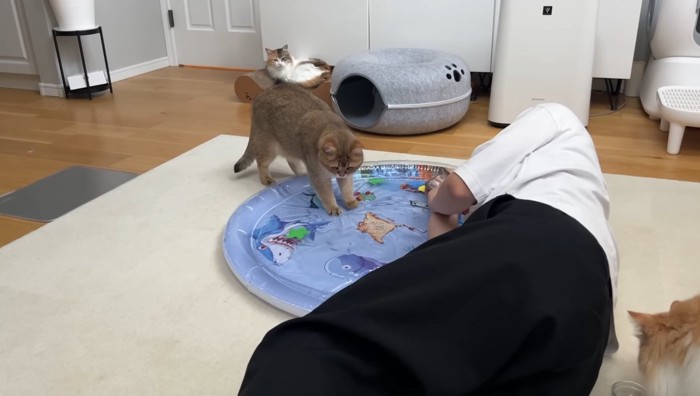 両前足を乗せるこたつくんと寝転ぶパパさん