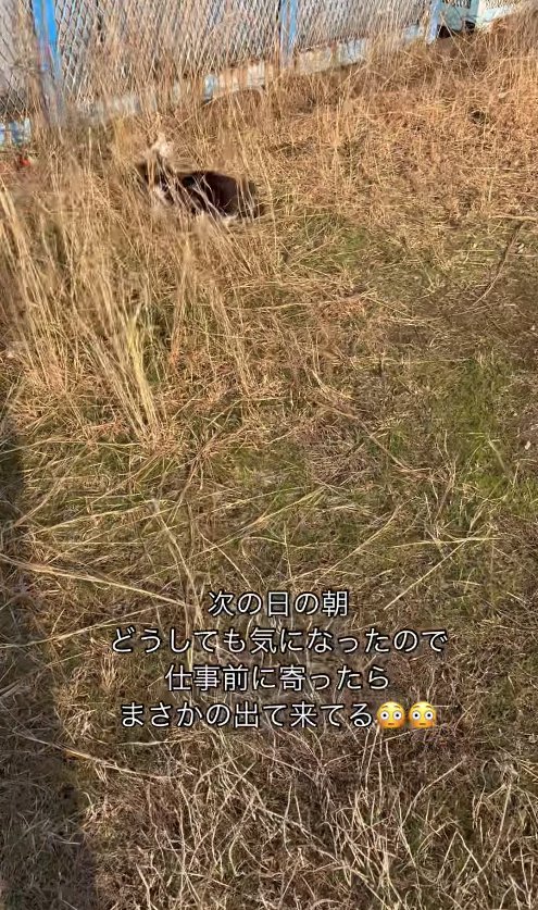 雑草の中を走り去ろうとしている子猫