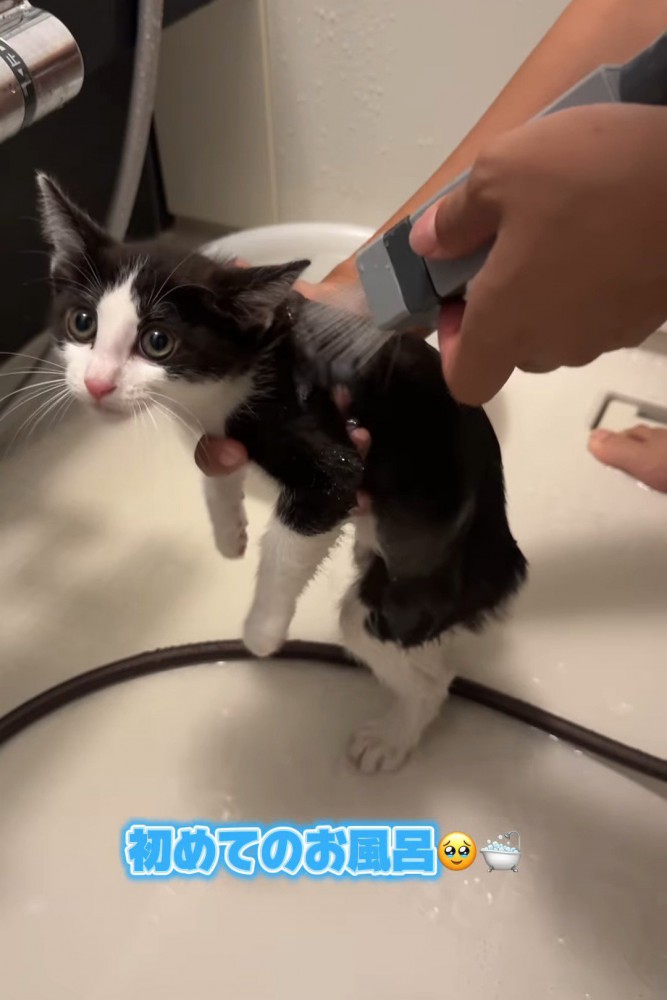 体を濡らされる子猫