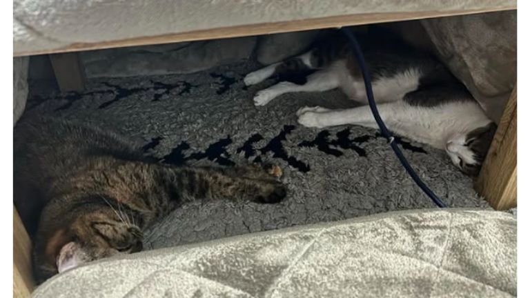 こたつで眠る猫