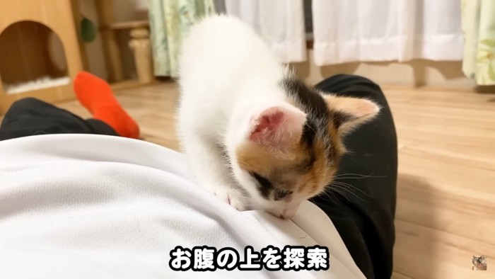 お腹の上に乗る子猫