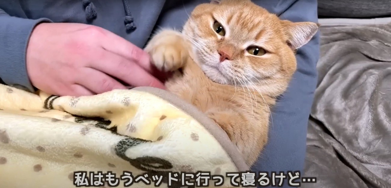 パパさんの腕でくつろぐプリンちゃん